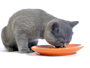 Cat-not-eating2.jpg