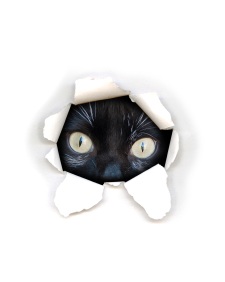 Cat peeking through torn paper
