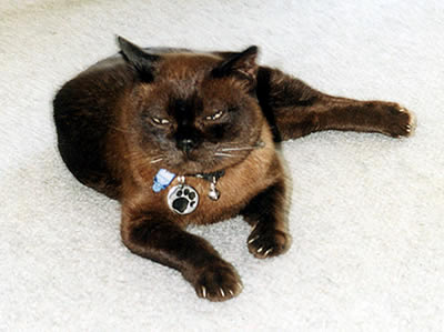 Picture of 2Pac the Brown Burmese cat lying on the carpet.