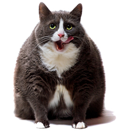 Photo of an overweight cat.