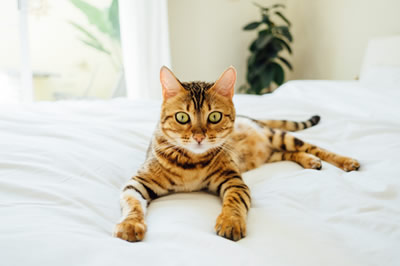 Photo of a Bengal cat on a bed