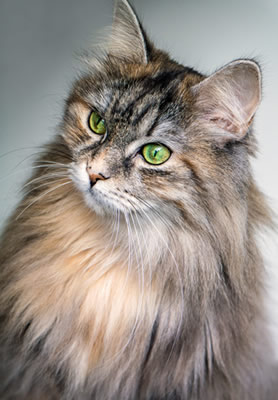Photo of a Maine Coon cat